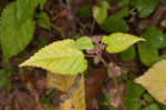 Hairy crabweed <BR>Clammyweed